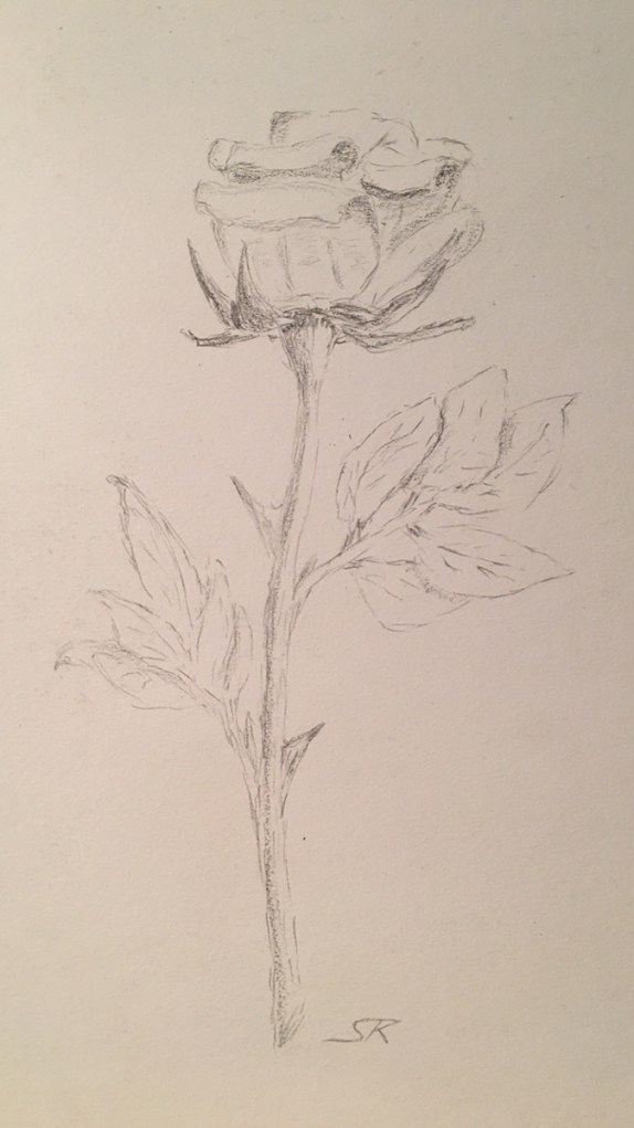 Bleistiftzeichnung einer Rose