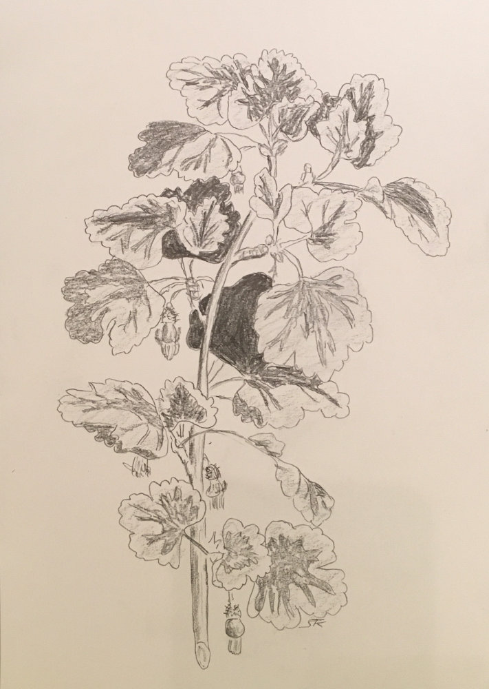 img_5151_stachelbeere